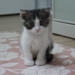 [꿀고양이] (+추가) 내생애 첫<b>묘연</b> 꿀고양이 유청이