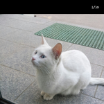 버려진 고양이ㅠㅠㅠ..