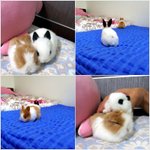 토끼판이 없어서 내가쓰는 토끼판(로지,아리,<b>루이</b>)