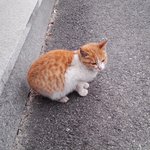 너무 귀여운 <b>아기</b> 길고양이~