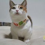 [댤쫑] <b>유치</b>원생으로 변신한 난쟁이 고양이들>_<