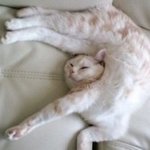 특이한 <b>자세</b>로 잠든 고양이&amp;강아지