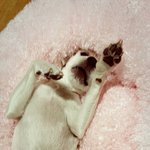 우리집 <b>곰탕</b>이 마약방석 사줬어요