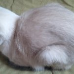 <b>닭백숙</b> 뒷태