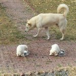 [진돗개] 아기 진돗개 3탄!