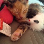 [쪼리박하짱] <b>쪼꼬미</b>들이 어느새!!