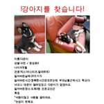 <b>도화</b>3동 인천교 부근 강아지를 찾습니다