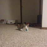 [<b>오키</b>도키네] 미국 사는 초보 집사들의 고양이 적응기! 3탄