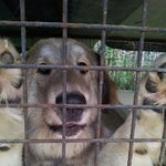 [아지네마을] !!꼭 읽어주세요 유기견보호소이야기.