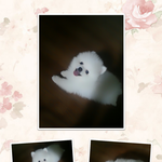 《화이트포메》<b>곰</b><b>돌</b>입니다.