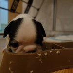 [만복] 토끼? 돼지? 프렌치<b>불독</b> 만복이^^