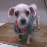 저는 풀벌레로 태어나고 싶어요