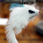 [아리와<b>베리</b>] 엄청 빠른 고양이![히말라얀고양이]