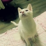 [꽃보다설이] (터앙/추가)눈보다 하얀 수다쟁이냥 설이를 소개합니다