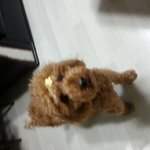 (전남광주)유기견 주인을 찾습니다