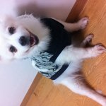 [<b>울</b><b>집</b>강아지] <b>울</b> 귀염둥둥 강아지를 소개합니다 : )