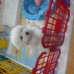 [<b>비숑</b>프리제] 초보아빠입니다~저희아가 구경 오세요^^