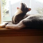 [팥쥐솜이] 포텐터지는 개냥이 팥찌왔어요