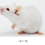 여러 동물들의 <b>수명</b>