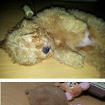 [후치] 싱가폴사는 거대 <b>토이</b>푸들 후치 (3)