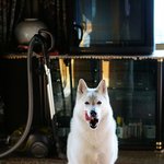 [허스키<b>심바</b>] <b>심바</b>의 즐거운 산책,  학생들과 추억 그리고 촵촵...