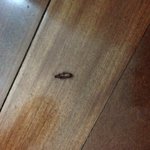 [도와주세요] 이 <b>벌레</b> 뭔지 아시는분??ㅠㅠㅠㅠㅠ!!! 사진있음...