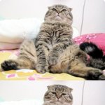 [<b>스코티</b>쉬 폴드 마요]앉는 게 좋은 고양이