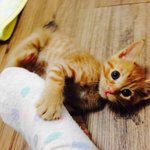 [<b>보리</b>네] 성숙열매 먹은 두달된 <b>보리</b>냥