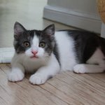[꿀고양이] 쑥쑥 자라는 꿀고양이