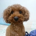[<b>푸들</b>] 내 활력소 쿠^^