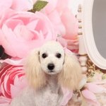 [크림아이] 크림푸들, 흔한가요?ㅋㅋ흔한 크림푸들의 생활.(스압有)