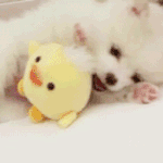 완전 귀여운 강아지&amp;고양이 <b>움짤들</b>