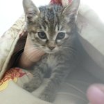 [길냥이] 2달된 길냥이 좀봐주세요 ㅠㅠ