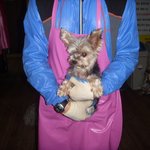 유기동물공고 보다가 너무 안타까운 아이..ㅠ