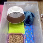 [또치] 후기2> 부천역 유기 고슴도치_또치_ 이렇게 지냄