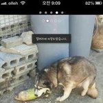 도와주세요! 한<b>생명</b>이라도 살려주세요..