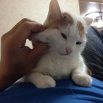 [시로샬] 집사 배가 침대인 고양이