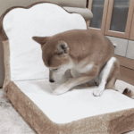 [비상대피소] 야 솔직히 너희연예인누구닮았어?