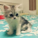 [후크꿍이] [스압주의] 개냥이 후크랑꿍이랑><