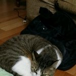 [고양이] 사진찍기싫은고양이