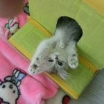 [후크꿍이] 냥이들의 첫 외출...ㄷㄷ