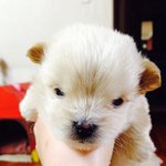 버려진 애기들 <b>입양</b>보내요ㅠㅠ