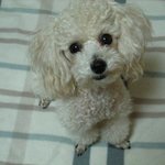 3대 천사견 중 하나인 푸들.. 하지만 너무 <b>영악</b>하다!!!ㅠㅠㅠ