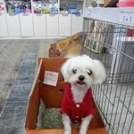[<b>공포</b>베스트] 안락사로 부탁합니다..