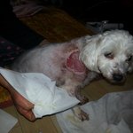 혐오주의] 병원에서 해준 조치 이게 최선이였을까요?