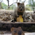 항상 웃고 있는 <b>동물</b>.jpg