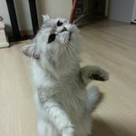[조아라] <b>하악</b> <b>하악</b> ~~  먹고싶어