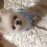 [오늘의톡톡] 강아지가 혈변이나 토할경우라면?