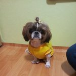 시<b>츄</b>쥬인찾아요~~~