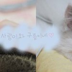 [사랑<b>구름</b>] 아비스 사랑이와 랙돌 <b>구름</b>이네